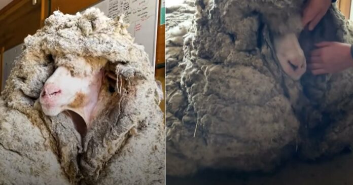 Porquê tosquiar a lã de uma ovelha? Captura de ecrã do YouTube – The Dodo…