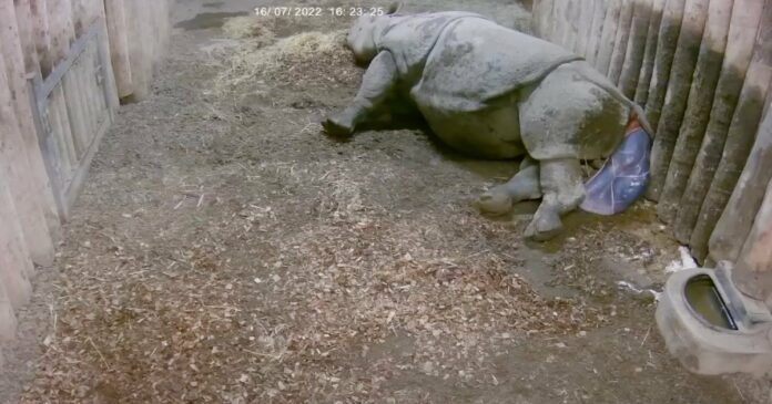 Os rinocerontes-de-chifre-único dão à luz mais frequentemente ao fim da tarde ou…