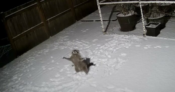 Este vídeo de um guaxinim a tentar ganhar flocos de neve a cair…