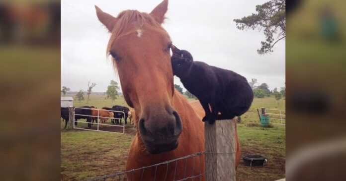 Um gato e um cavalo acumulam uma forma invulgar mas…