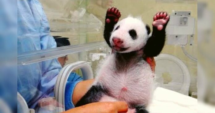 Toda a gente concordará que, embora tenha fé nos Pandas, vai…