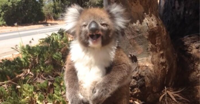 Os ursos Koala, com a sua aparência cativante, são universalmente adorados. No entanto,…