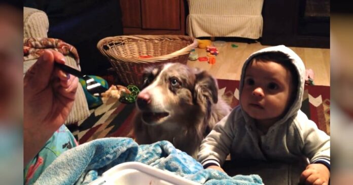 Todos nós cuidamos dos momentos mais eficazes em que os bebés e os cães…