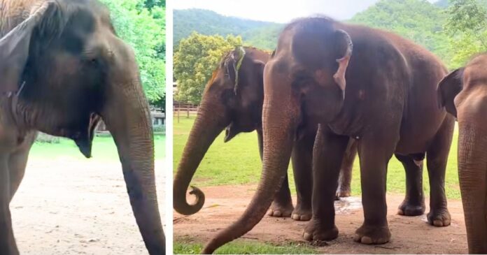 Thai Koon é um elefante que ficou logo incapacitado numa…